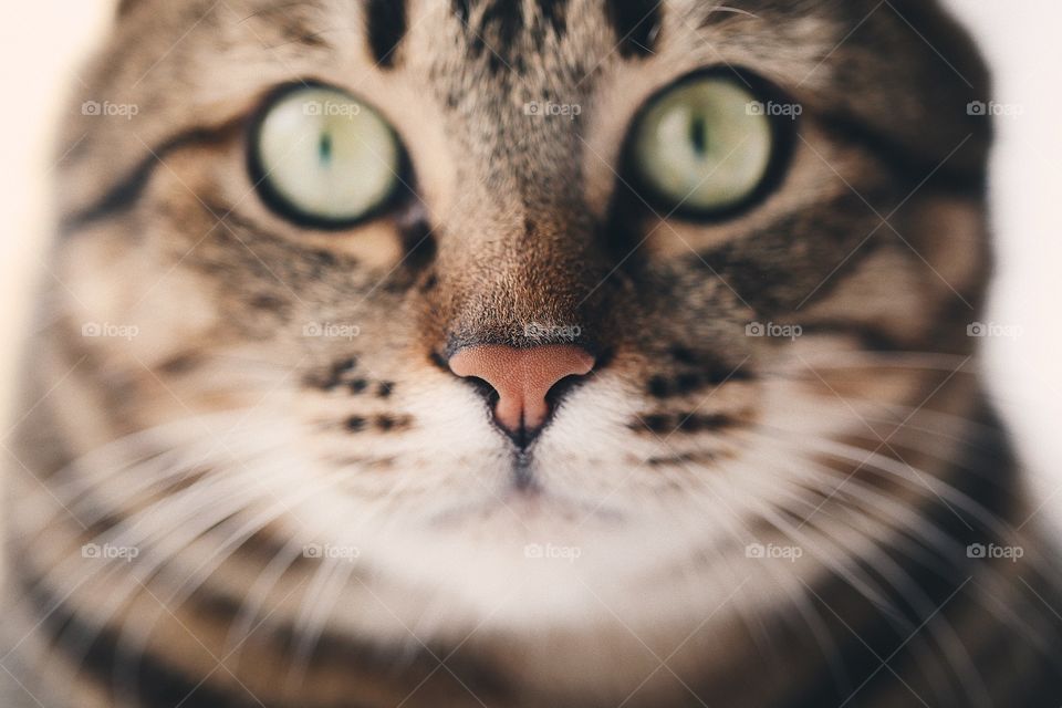 Beautiful cat portrait.macro 