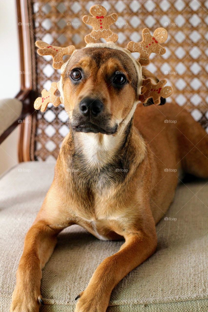 dog dressed in tiara on head