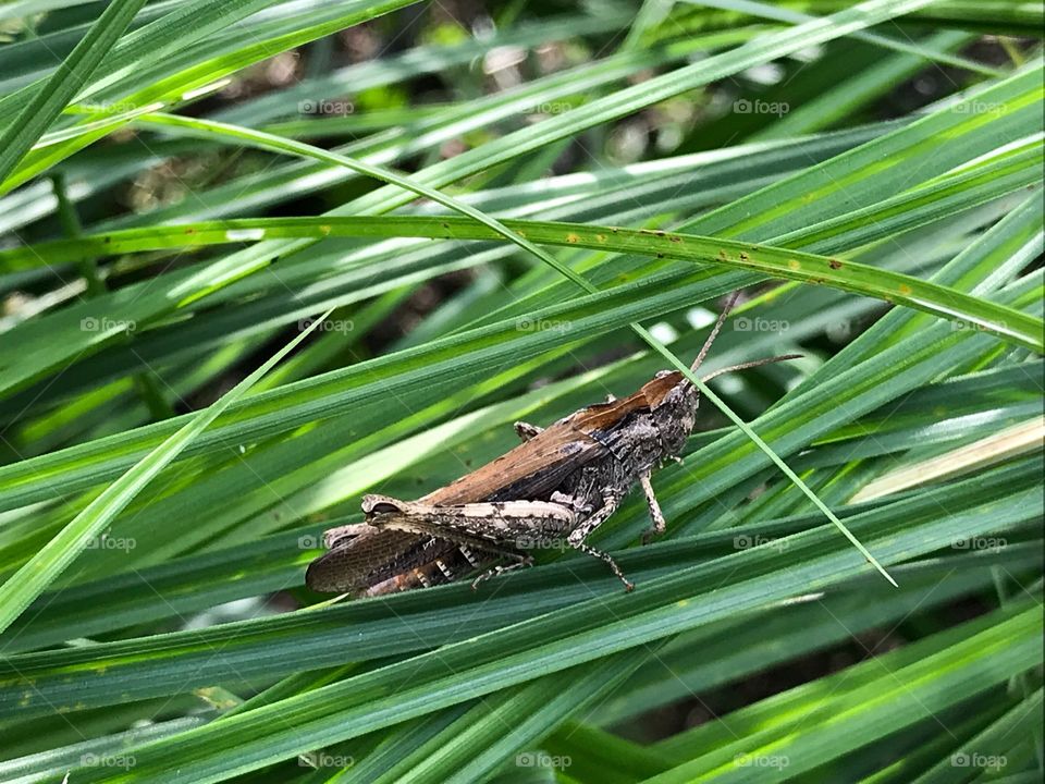 Grasshopper 