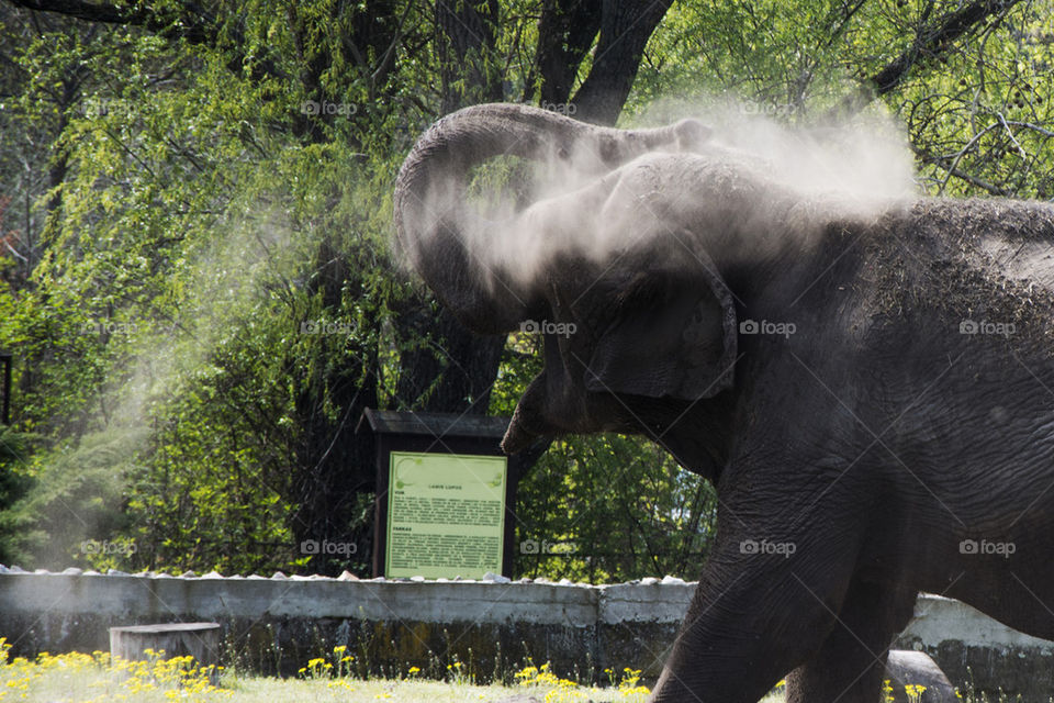 elephant dust bathing