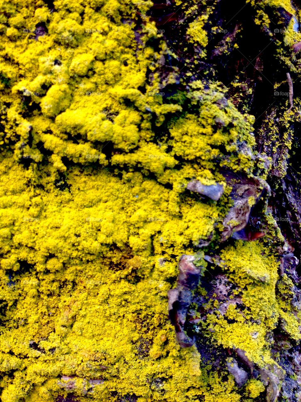 Worlds existing on the outside of trees. 