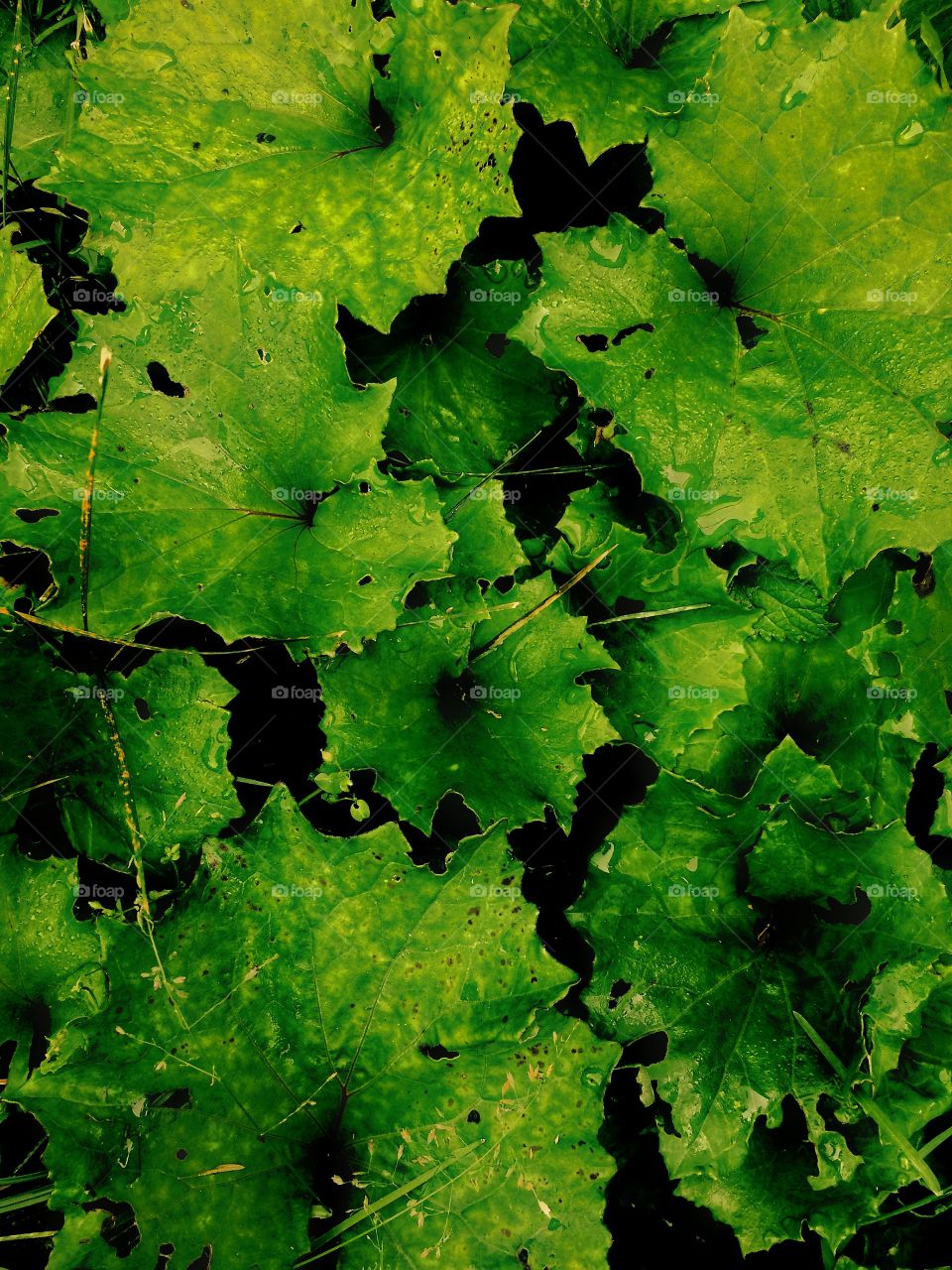 Green leaves texture 