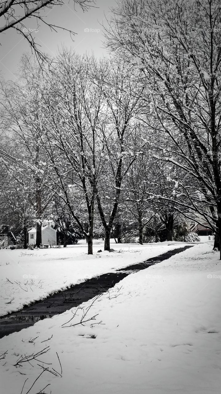Winter Snowy Path
