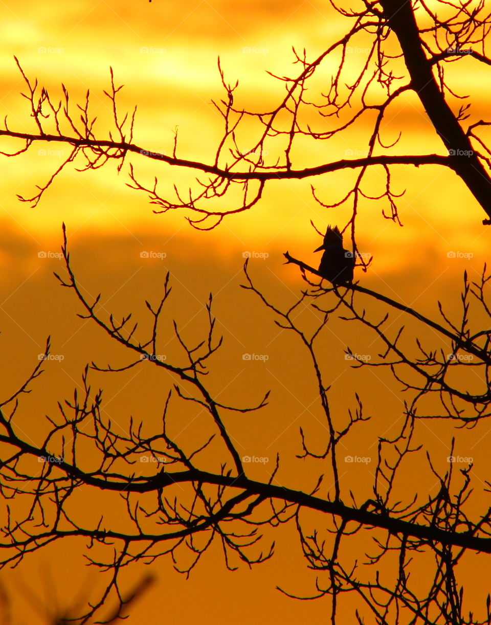 Can you see me-belted kingfisher 