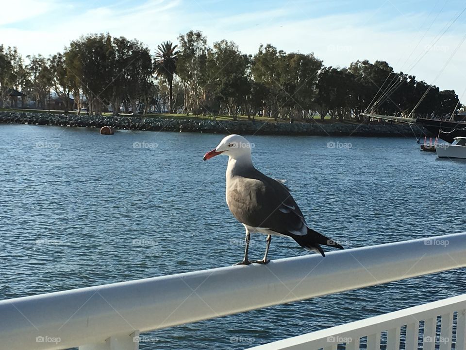 Seagull by San Diego Pier