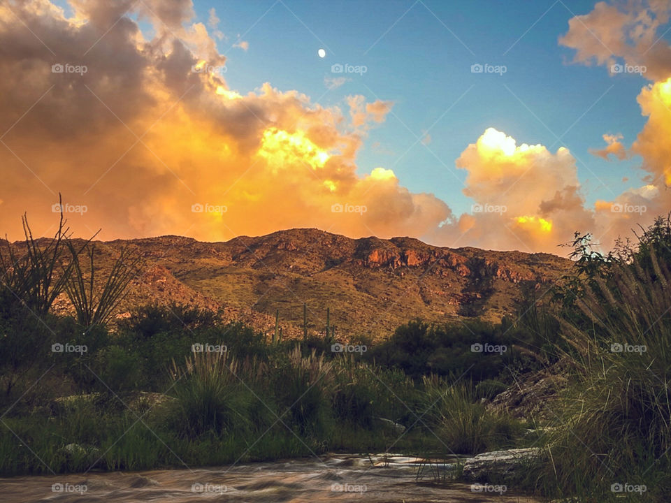 Desert Landscape 