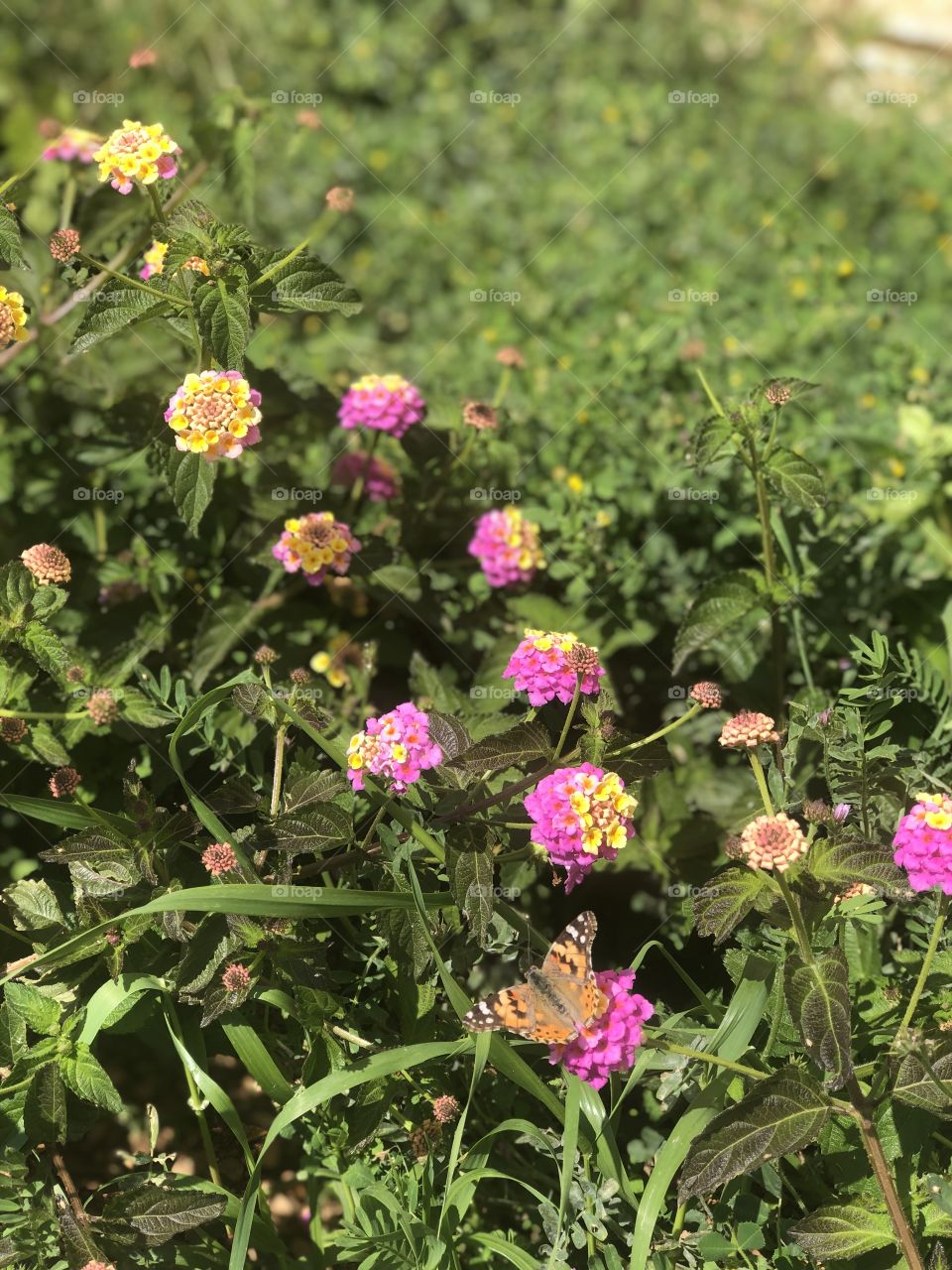 Butterfly on flower 🌸