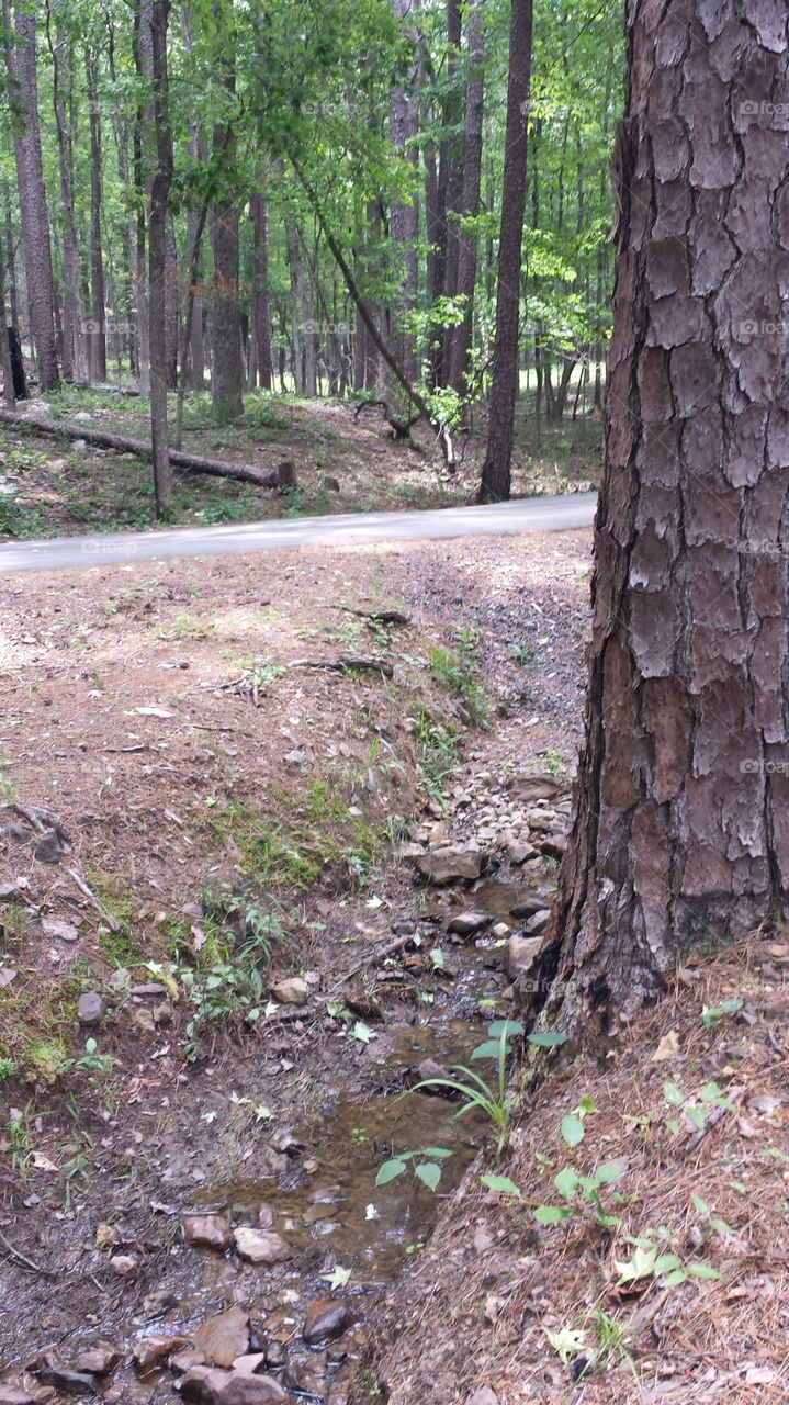 Wood, Tree, Nature, Landscape, No Person