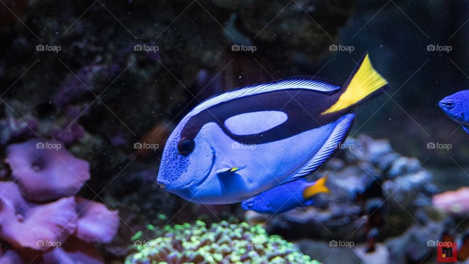 Purple tang fish 