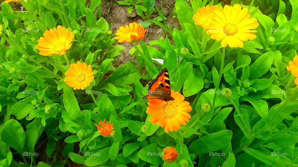 butterfly on the flower