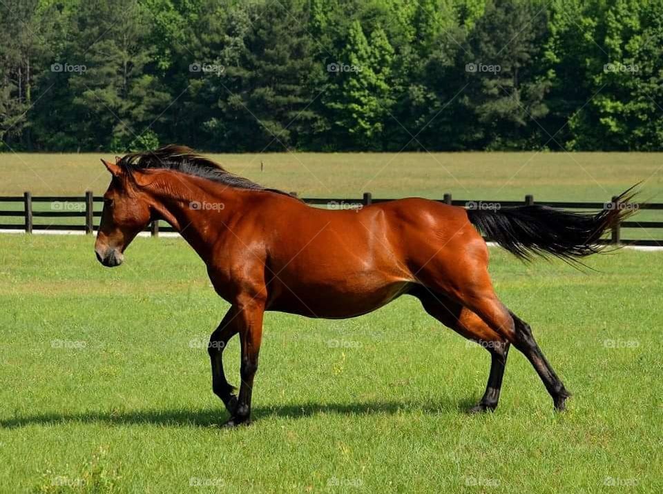 Quarter horse running on grassy field at farm