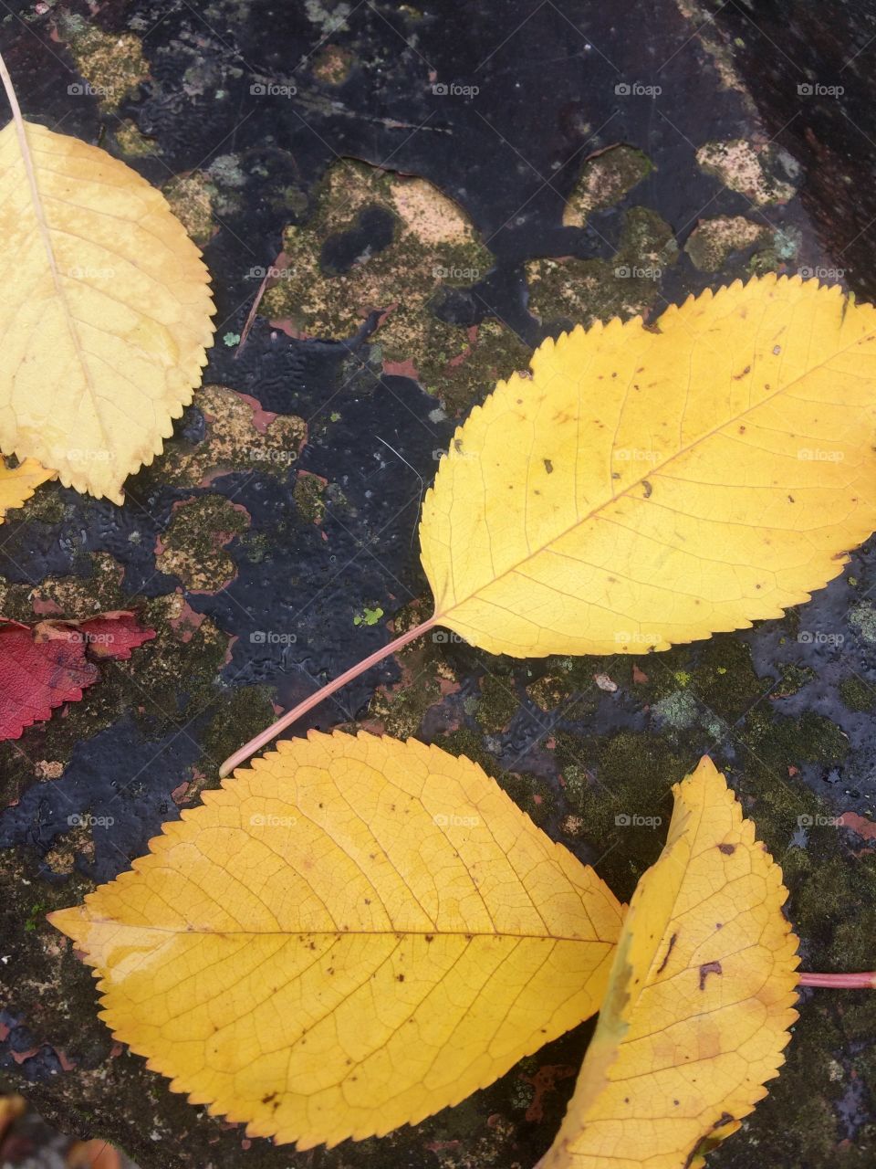 Autumn leaves. Yellow Autumn. Fall flora.