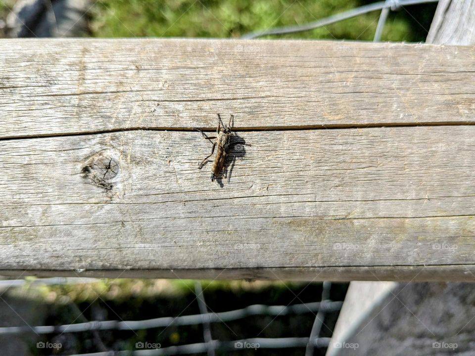 A long, brown insect staying still and trying to camouflage on a wooden fence. Grass blurred further into the frame