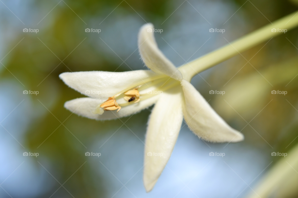 flower white tropical indian cork tree by supong