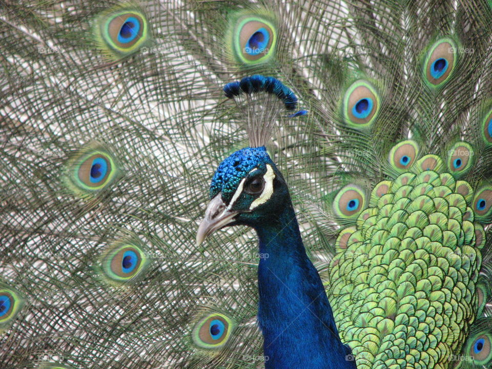 Peacock. Who doesn't love a pretty peacock 