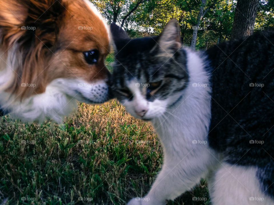 A tabby cat and a Papillon dog greeting each other outside