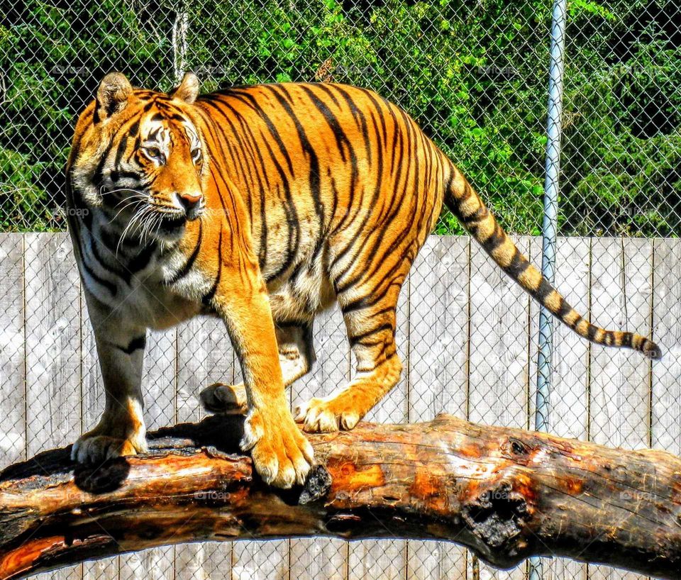 Stunning Tiger Shows Off Her Stripes "Tiger Love"