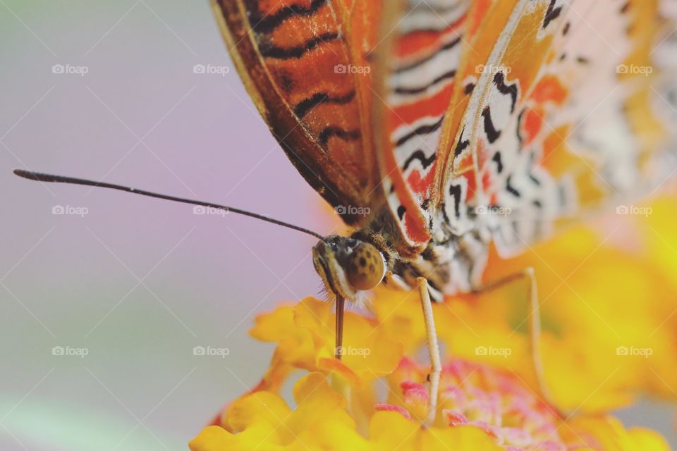 Macro of a butterfly