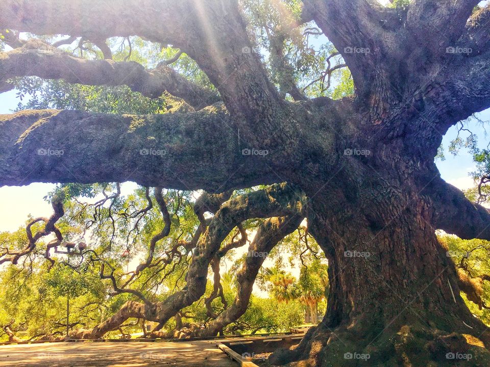A beautiful gnarled ancient oak tree with tentacle like branches reaching to the ground 
