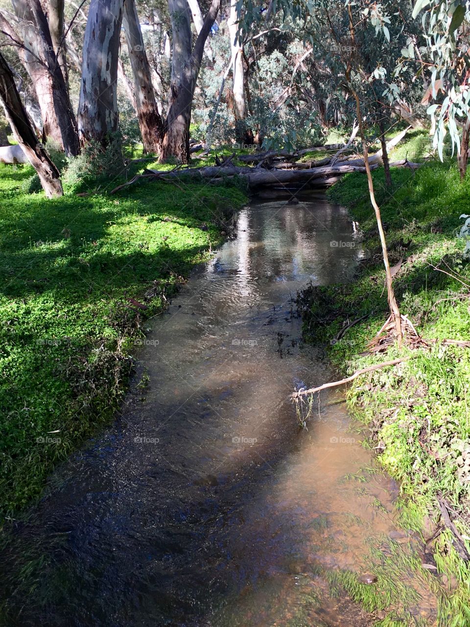 Glassy stream in the Flinders Ranges woods of south Australia after a wet spring 