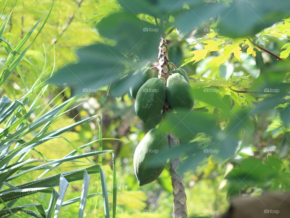 Papaya Tree