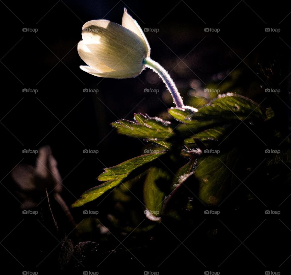 A lonley whiteflower alone in the forest.But its happy times because its springtime-finaly.