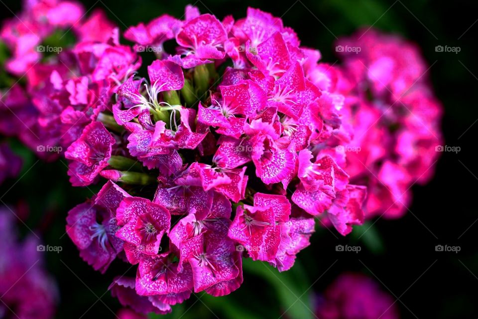 Beautiful pink hydrangea 