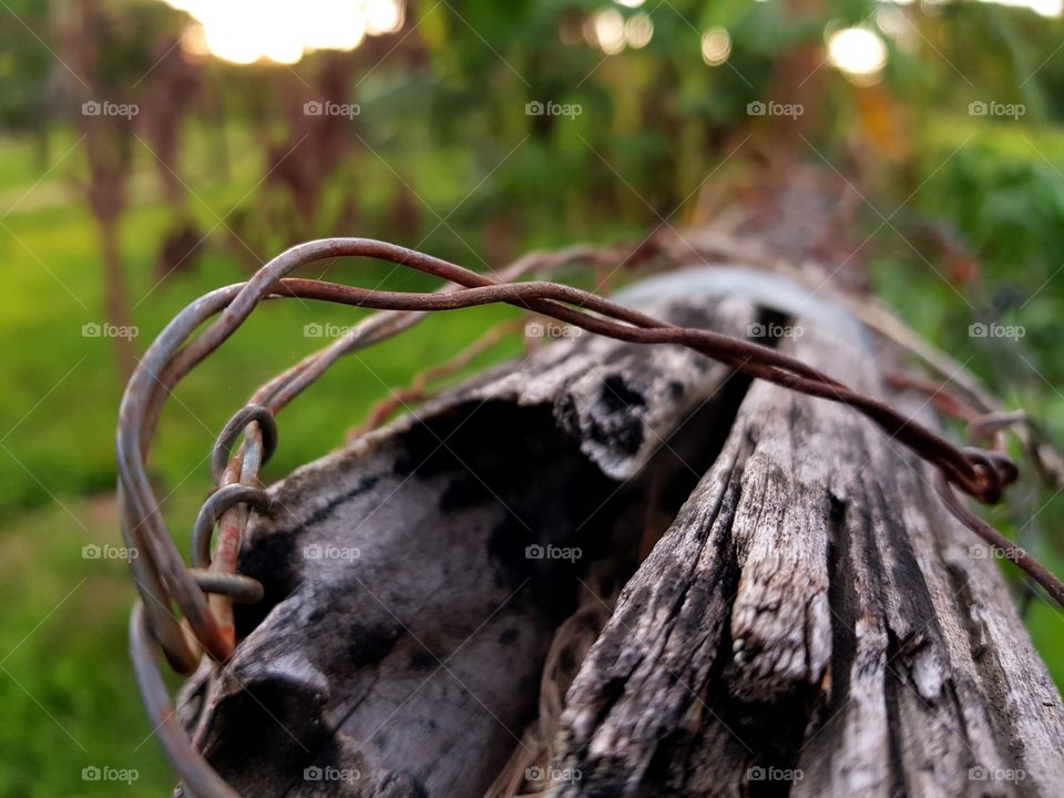 Barbed wire on wood