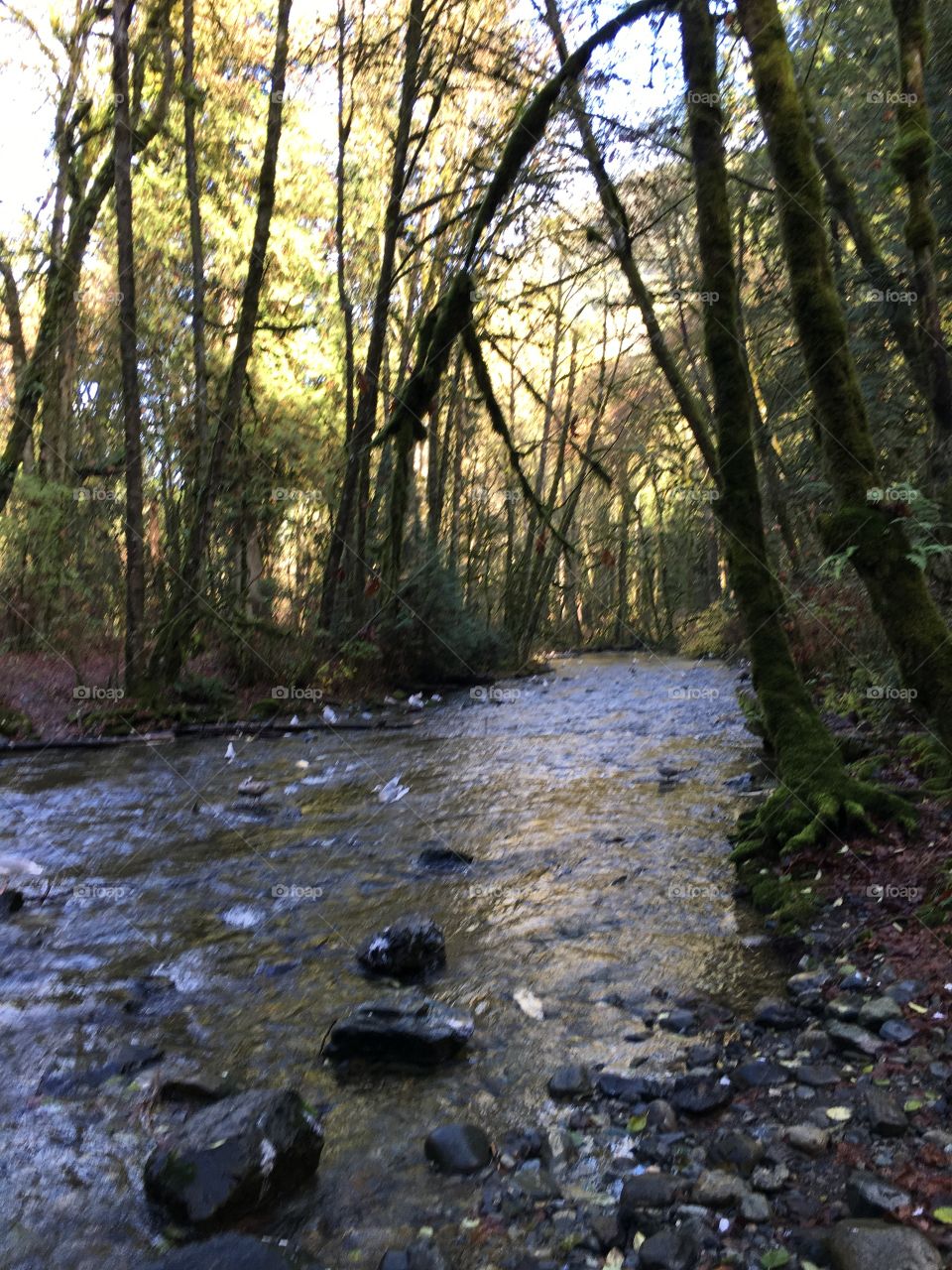 Salmon run in Goldstream river 