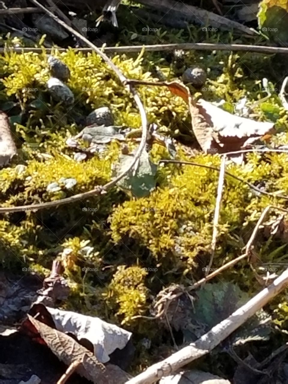 First sign of spring