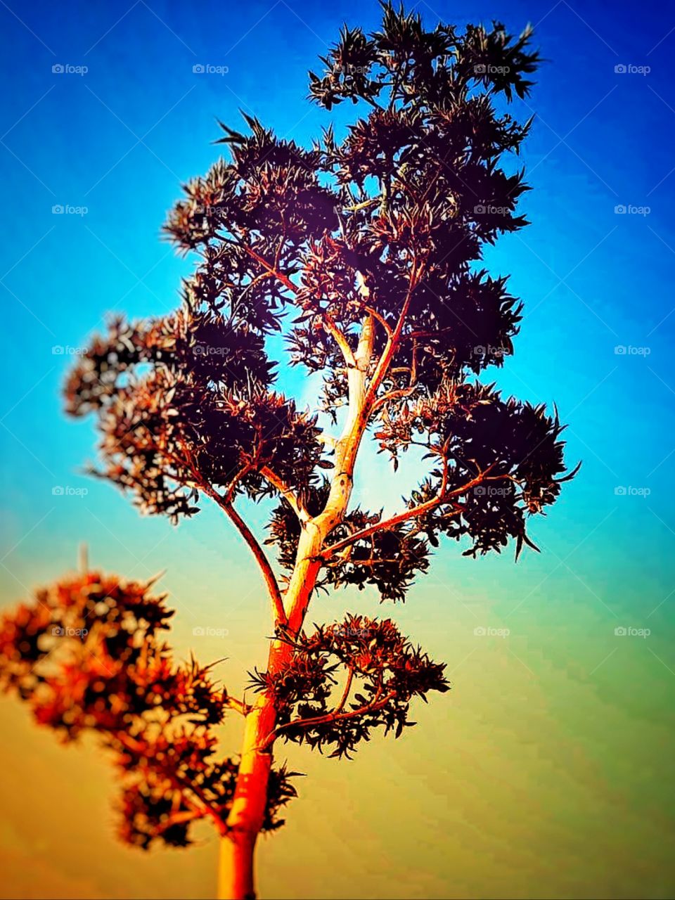 🌳🌳🌳 beautiful