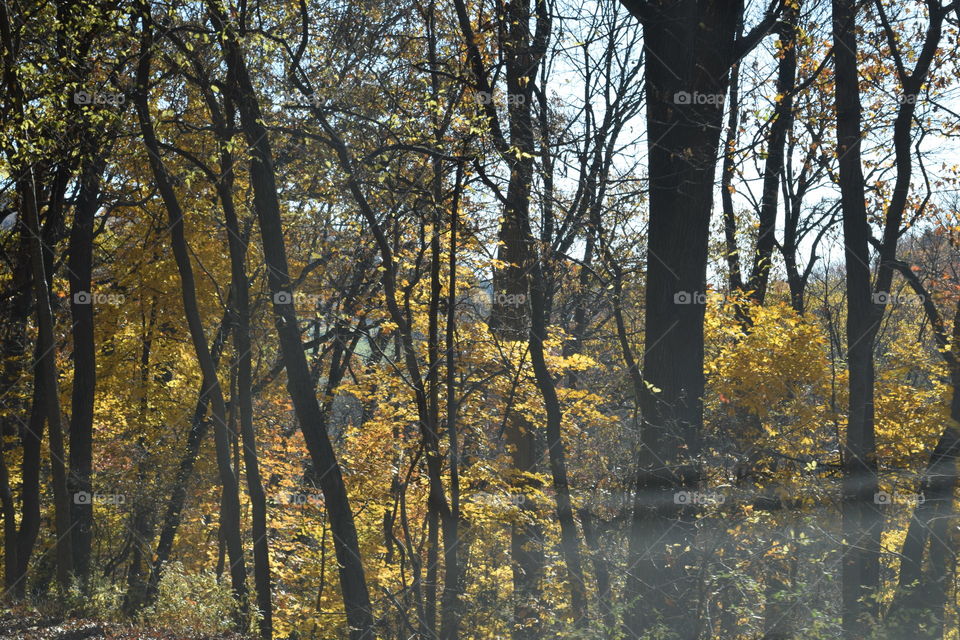 Pennsylvania Foliage 
