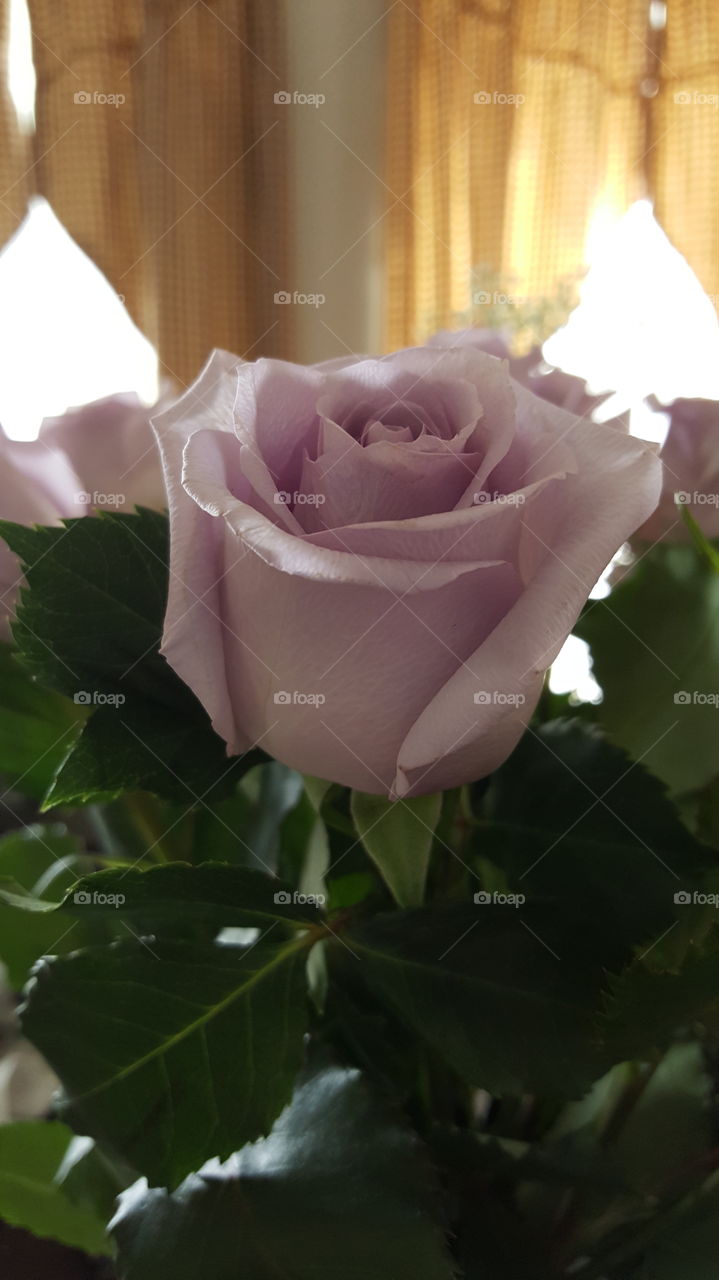purple rose. purple rose, close up