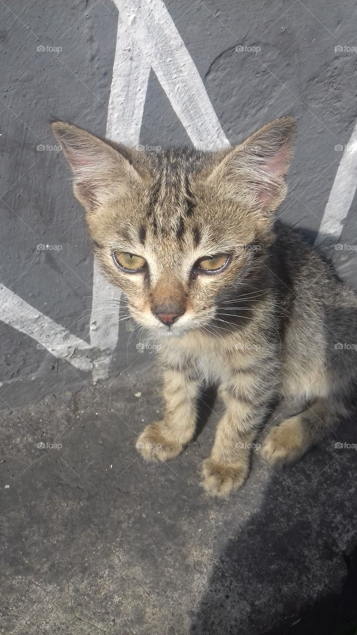 Foapcom Anak Kucing Yang Lucu Stock Photo By Tantanyusup