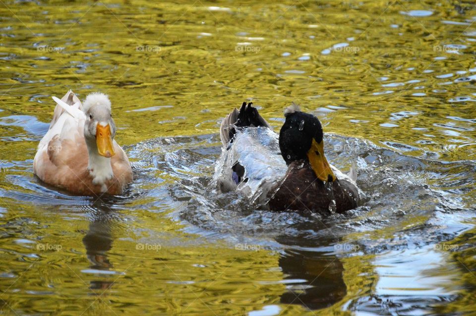 Duck splashed 