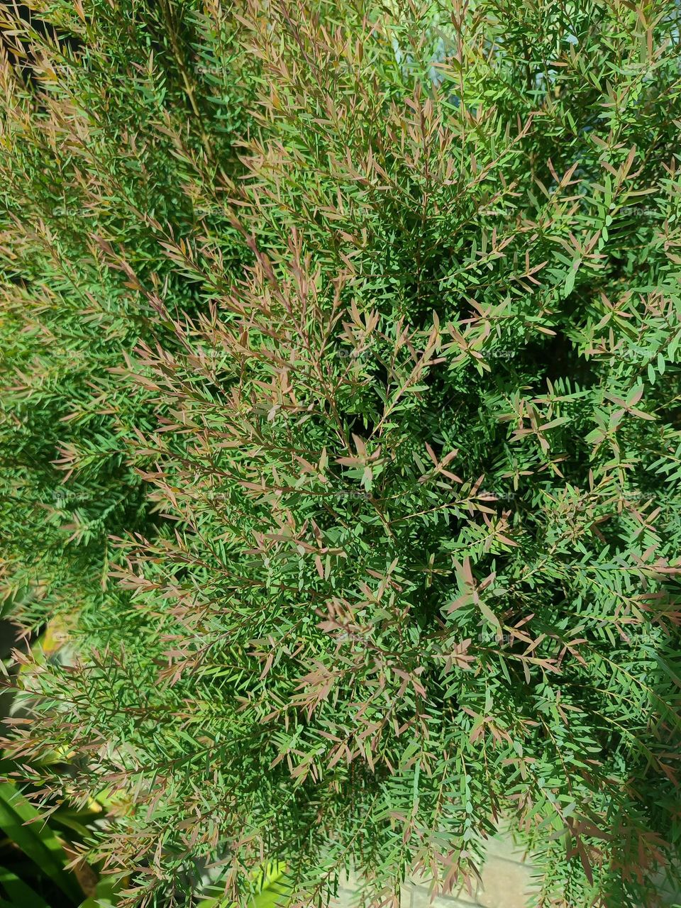 "A lush tapestry of green and rust, nature's quiet harmony in every frond."