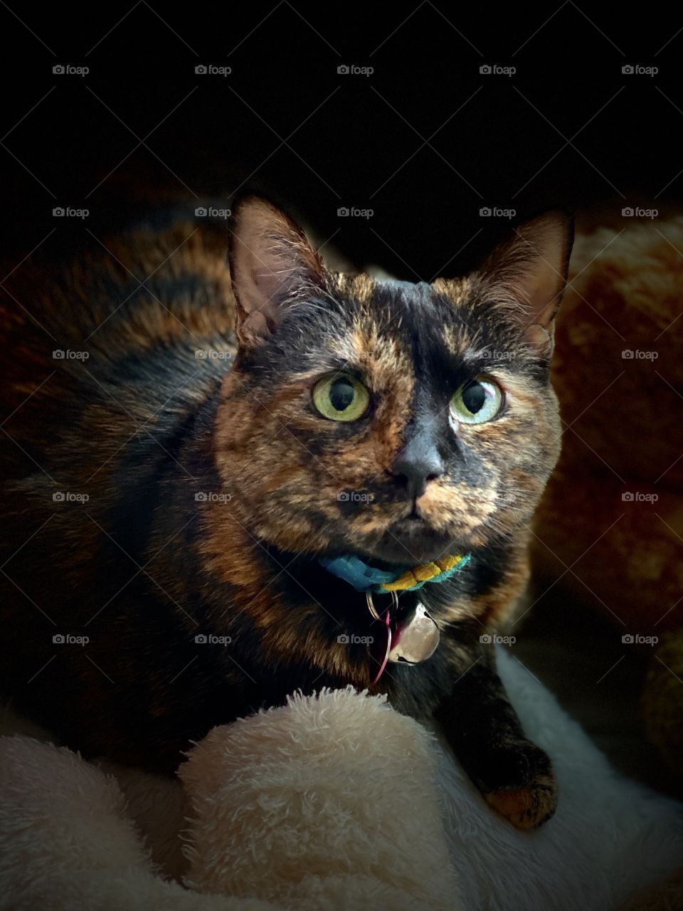 My sweet Abby Girl! Messed around with my brand new iPhone 11 Pro max today! Not the best picture, but pretty good for a first try, right?