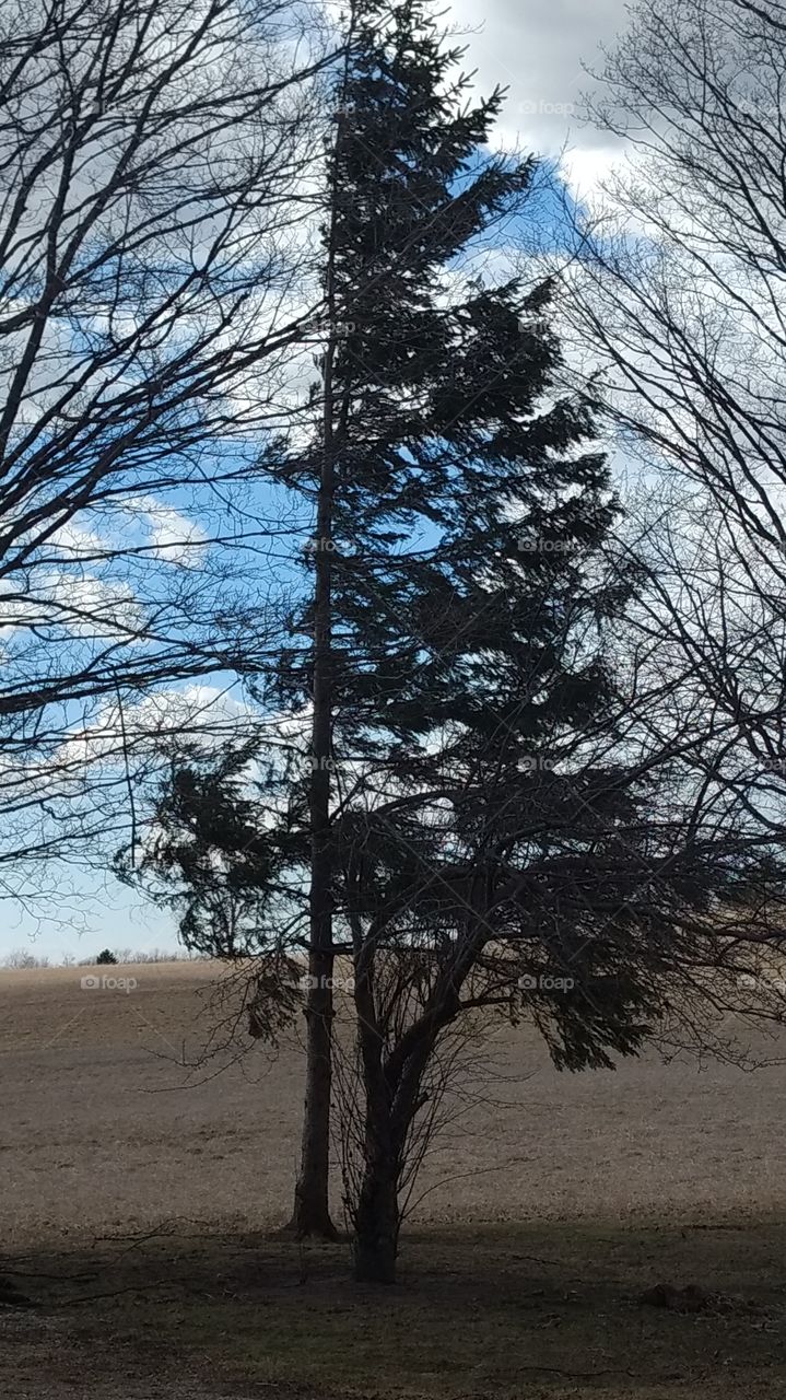 A Very Windy March Spring Day