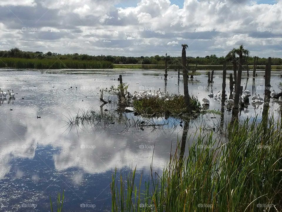 Wetlands Reflection