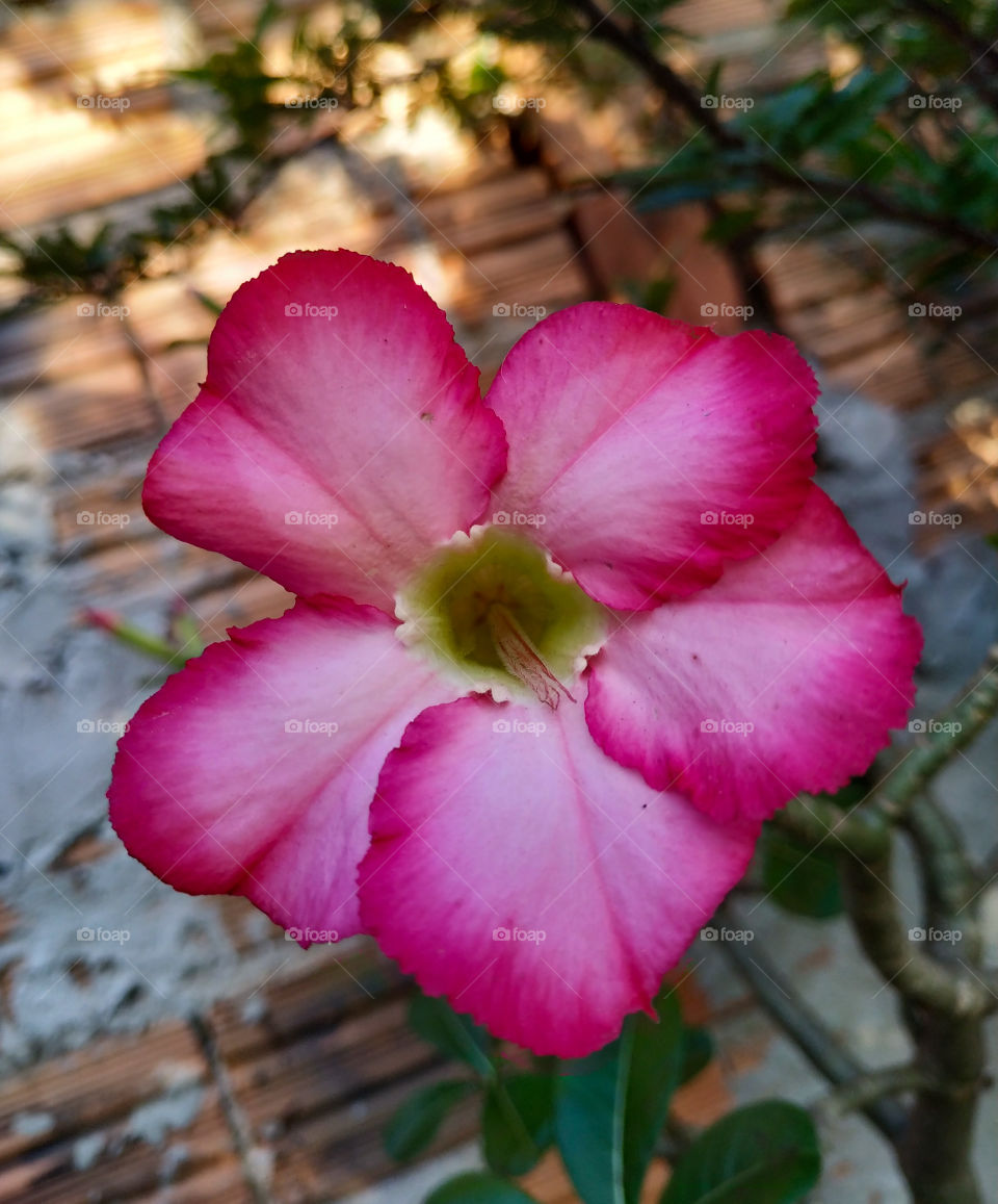 Rosa do Deserto (Adenium obesum)