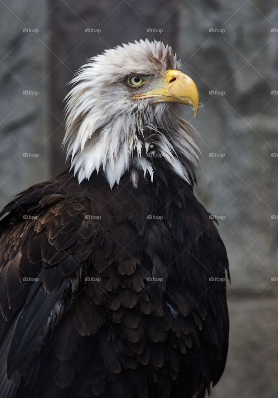 The bald eagle in profile