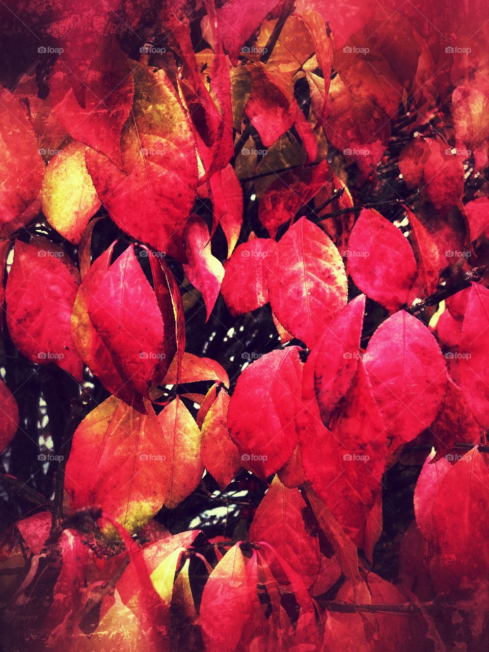 Fall leaves on the fire bush are so vibrant red and bright in color. 