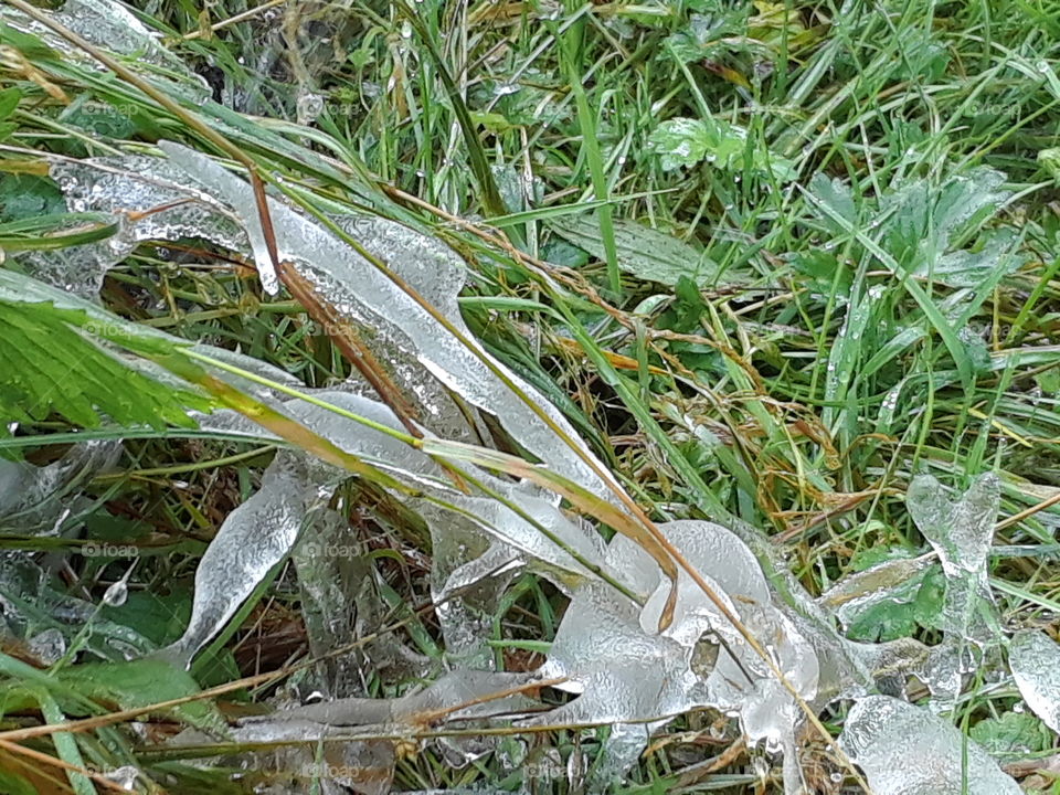 Ice covered grass