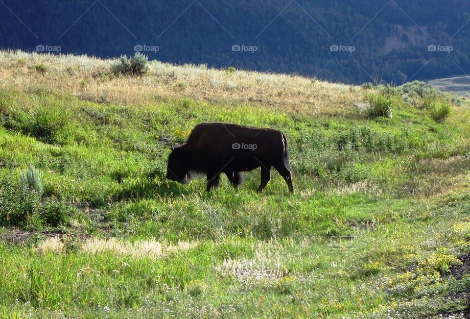 buffalo group1 by refocusphoto