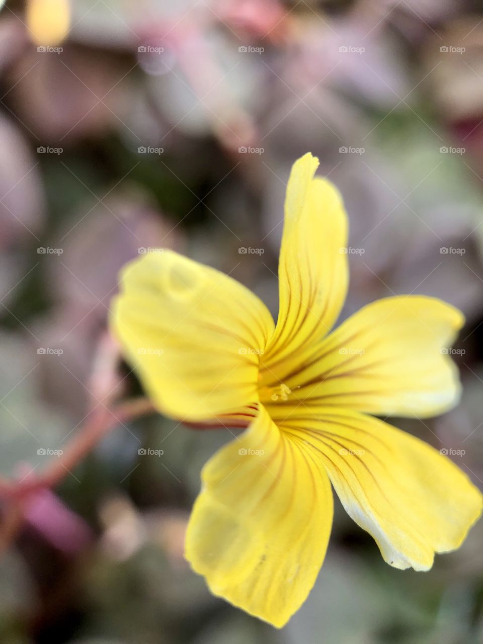 Crazy  Plant People Foap Mission! Macro Close Shot Yellow Flower With incredible detail!