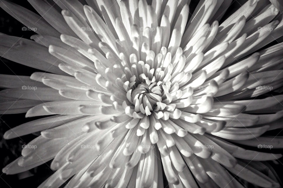 White flower. Black and white photo of a flower