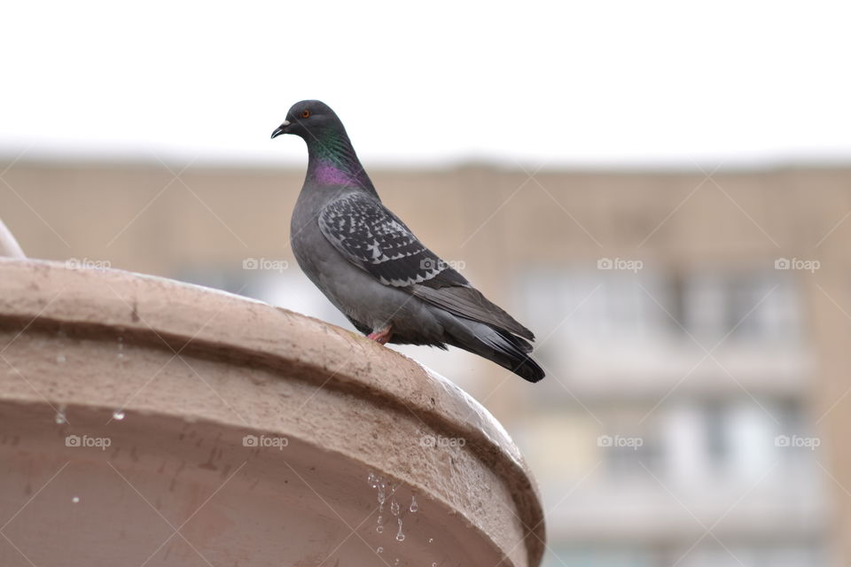 Pigeon