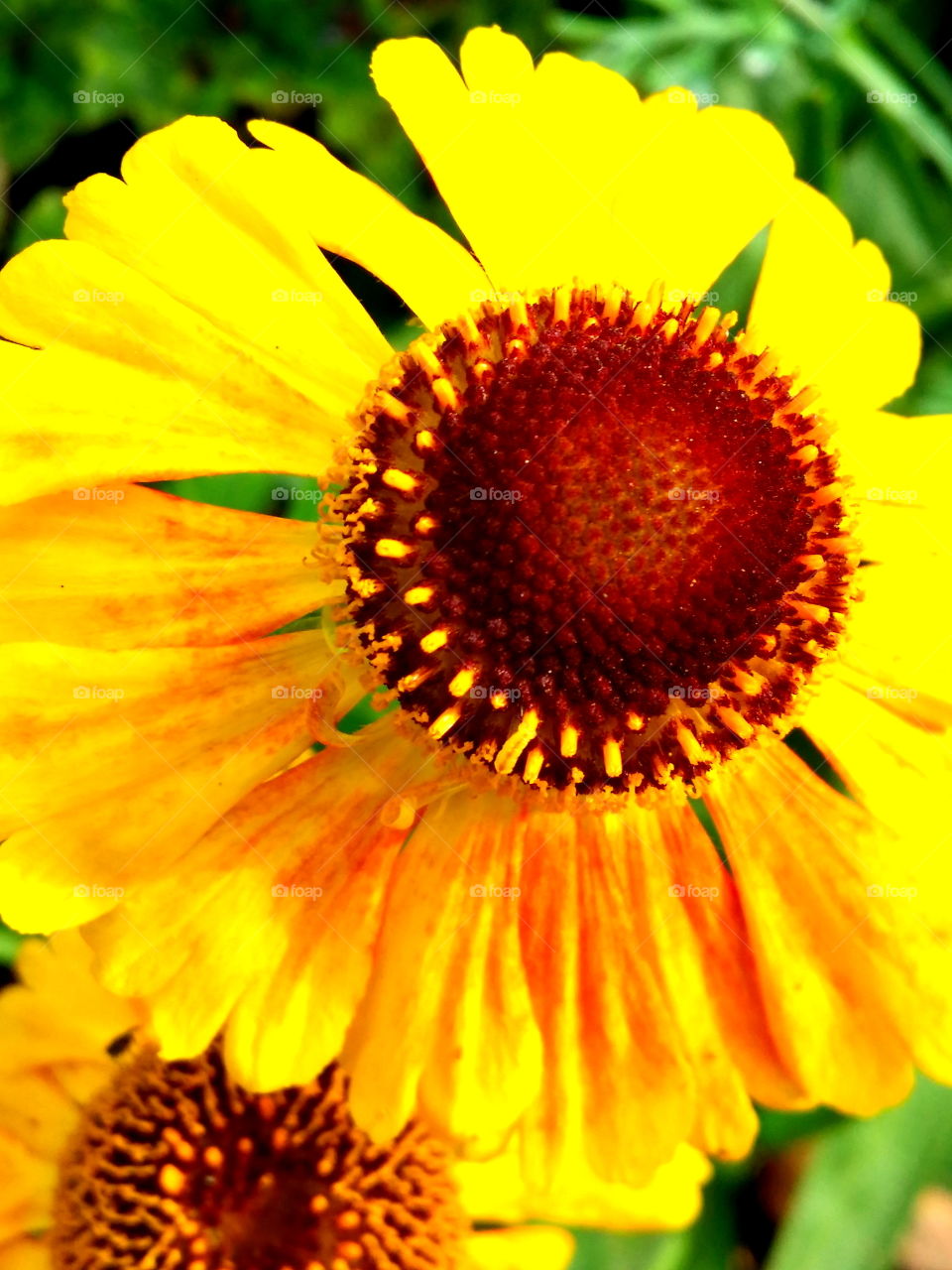 Yellow Flowers