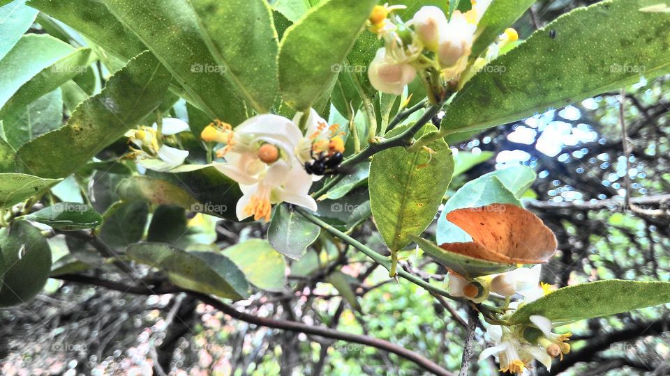 Pollination of lemon