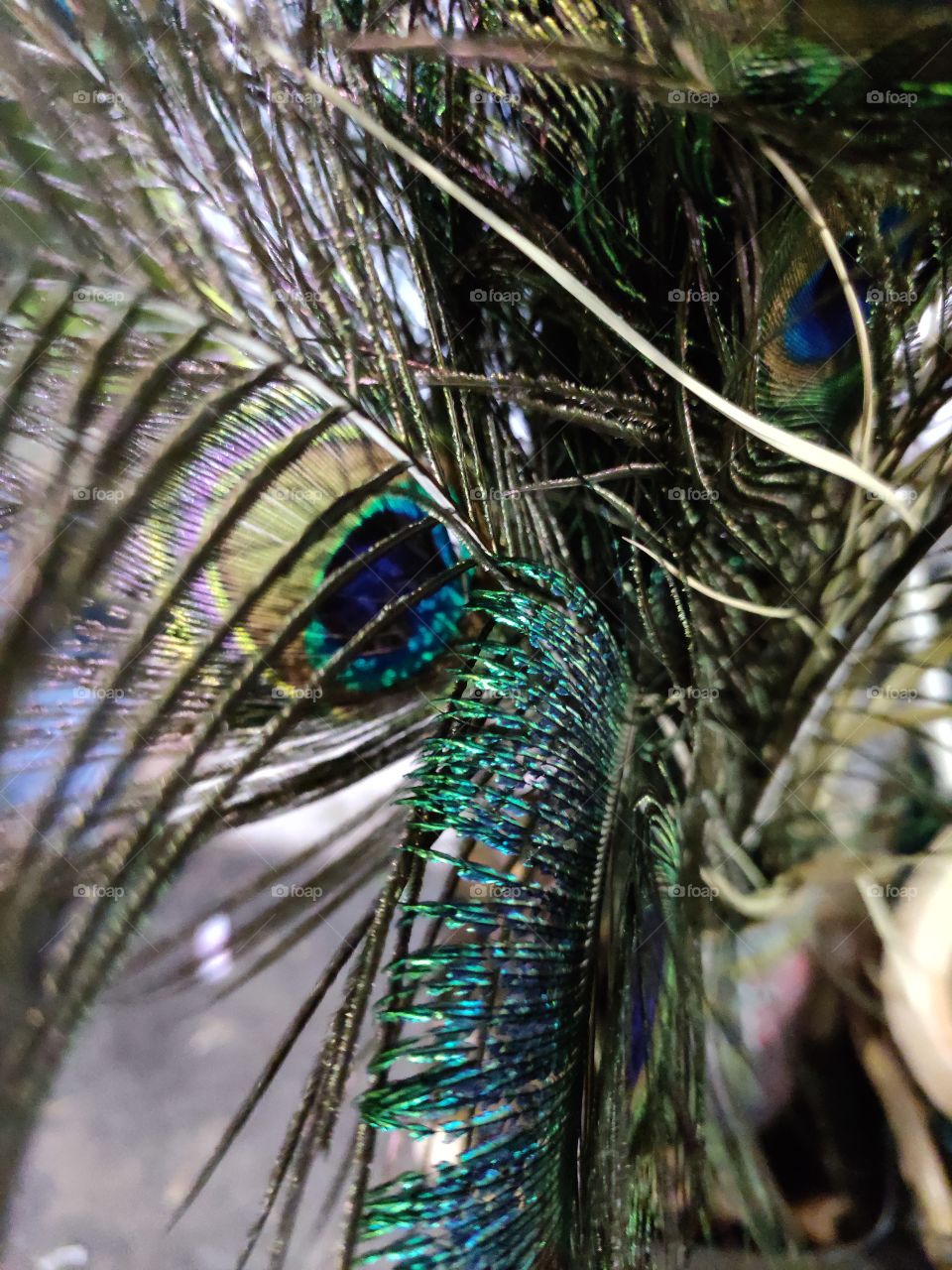 Vibrant Peacock feathers